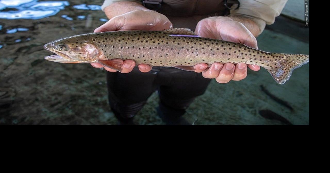 Delaware trout season to open for anglers News