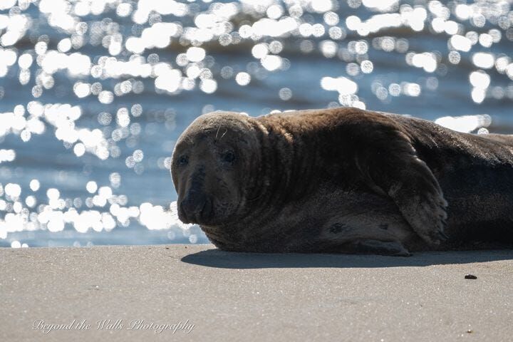 Another Seal Spotted at Cape Henlopen State Park, Update on Previously  Rescued Seals | 