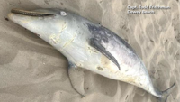 Researchers: Dolphins found dead were stranded during Sally