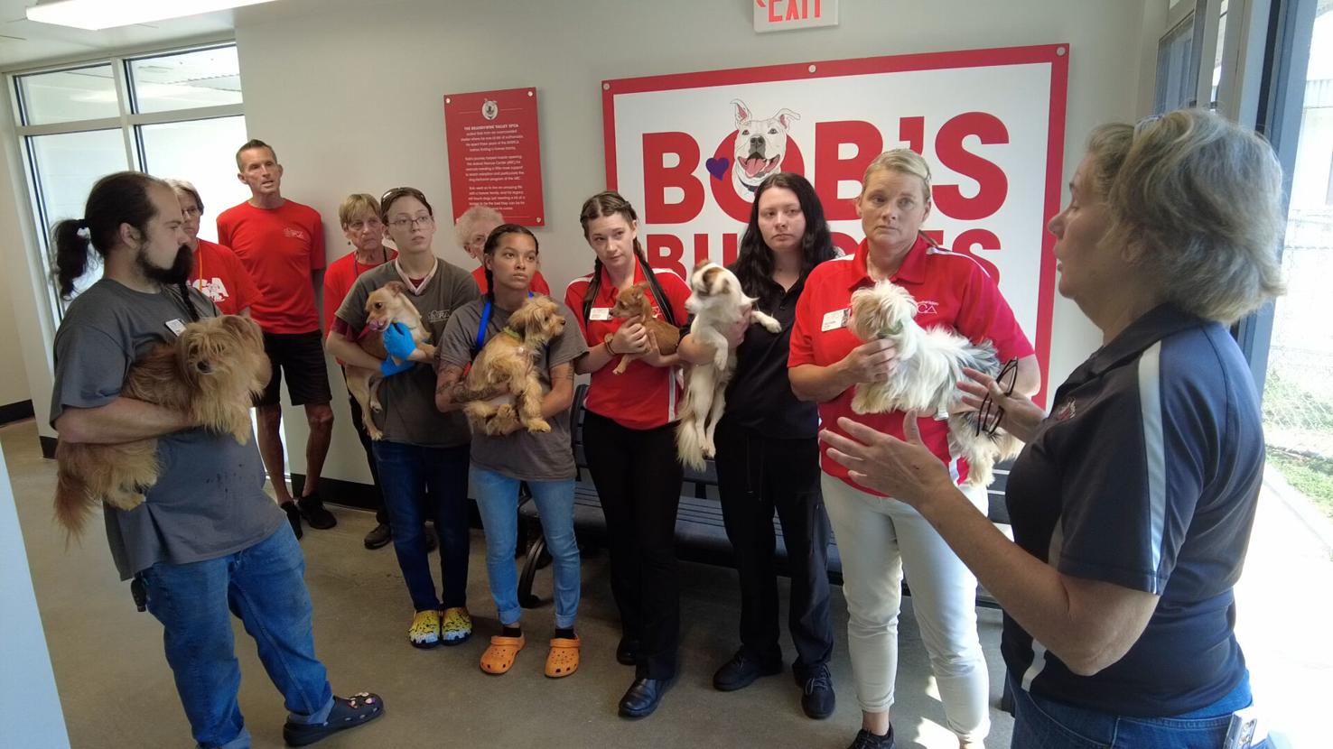 20 of the 35 rescued dogs were set up for adoption at the Brandywine SPCA Animal Care Center