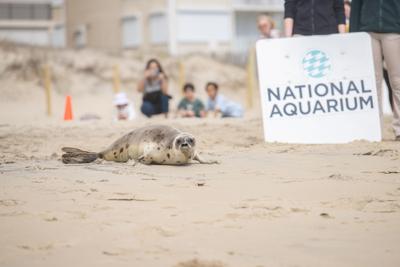 Seal Release