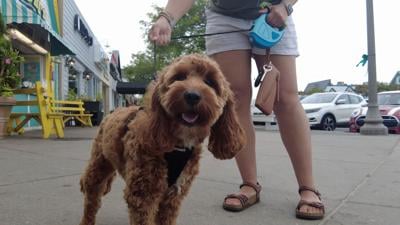 Rehoboth Beach considers allowing dogs on the beach and boardwalk