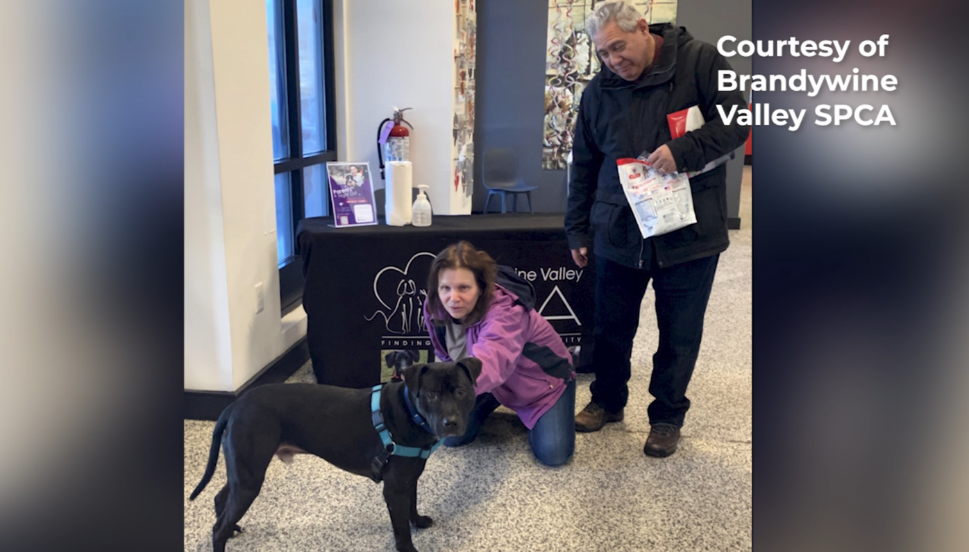 Brandywine dog online rescue