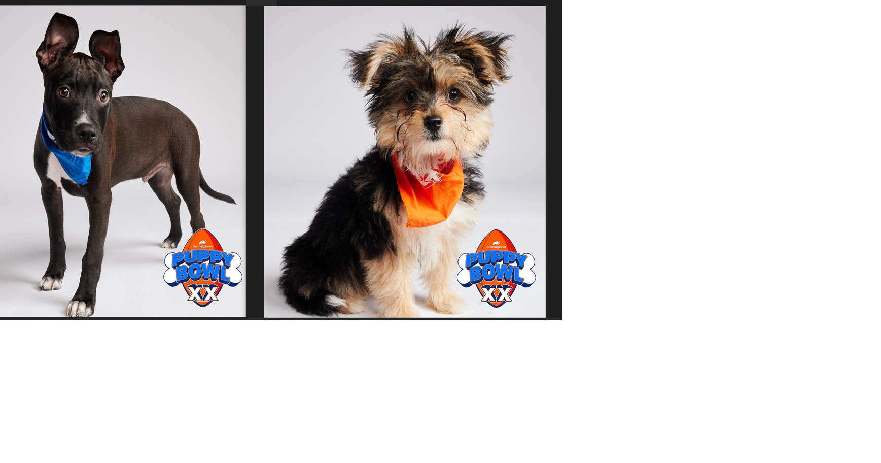 Two BVSPCA puppies join Puppy Bowl teams News