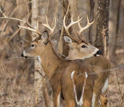 Hunters can use firearms for deer hunting starting this weekend in Maryland. Courtesy of Maryland Department of Natural Resources.