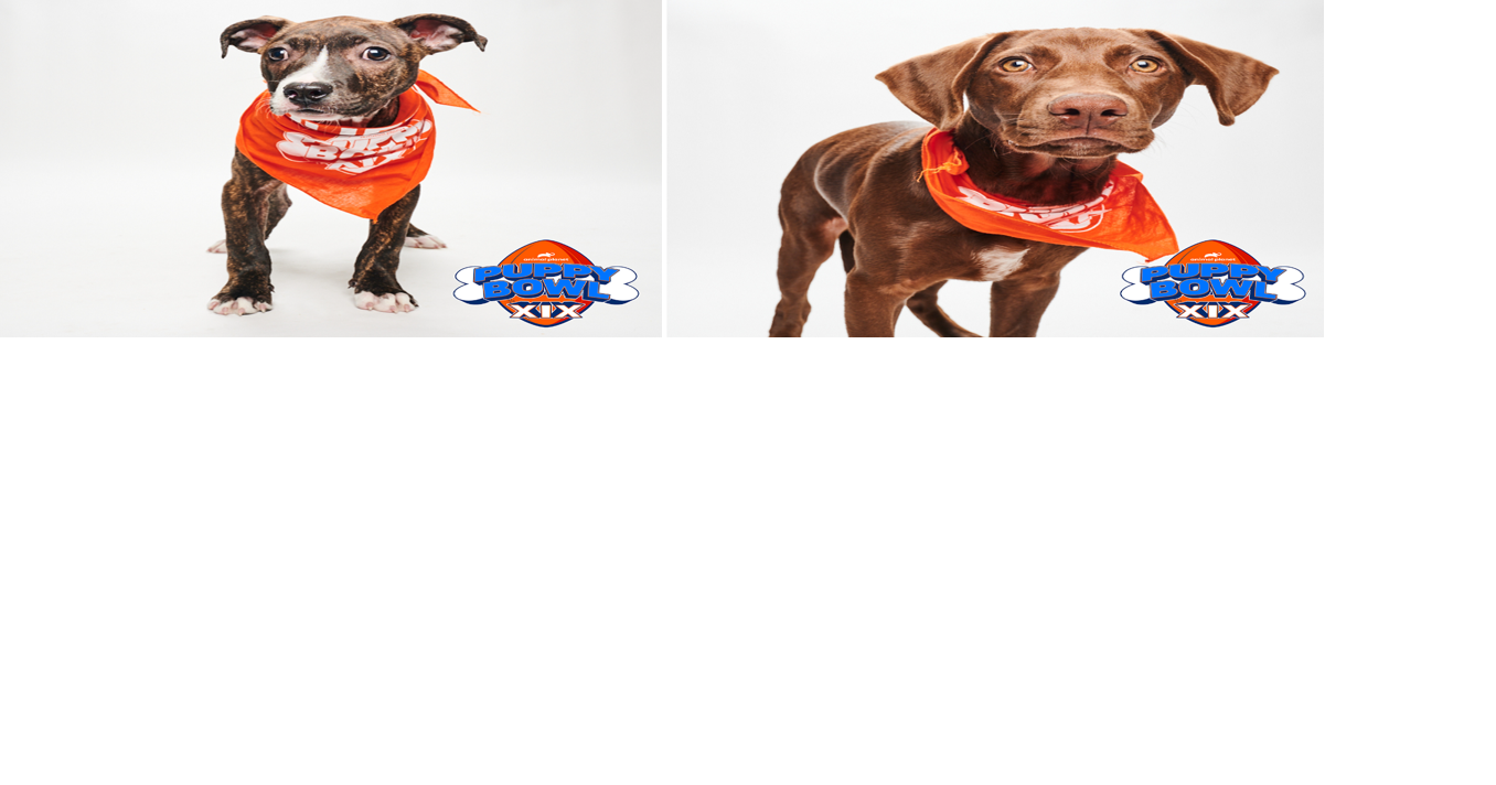 BVSPCA Makes Puppy Bowl Team News