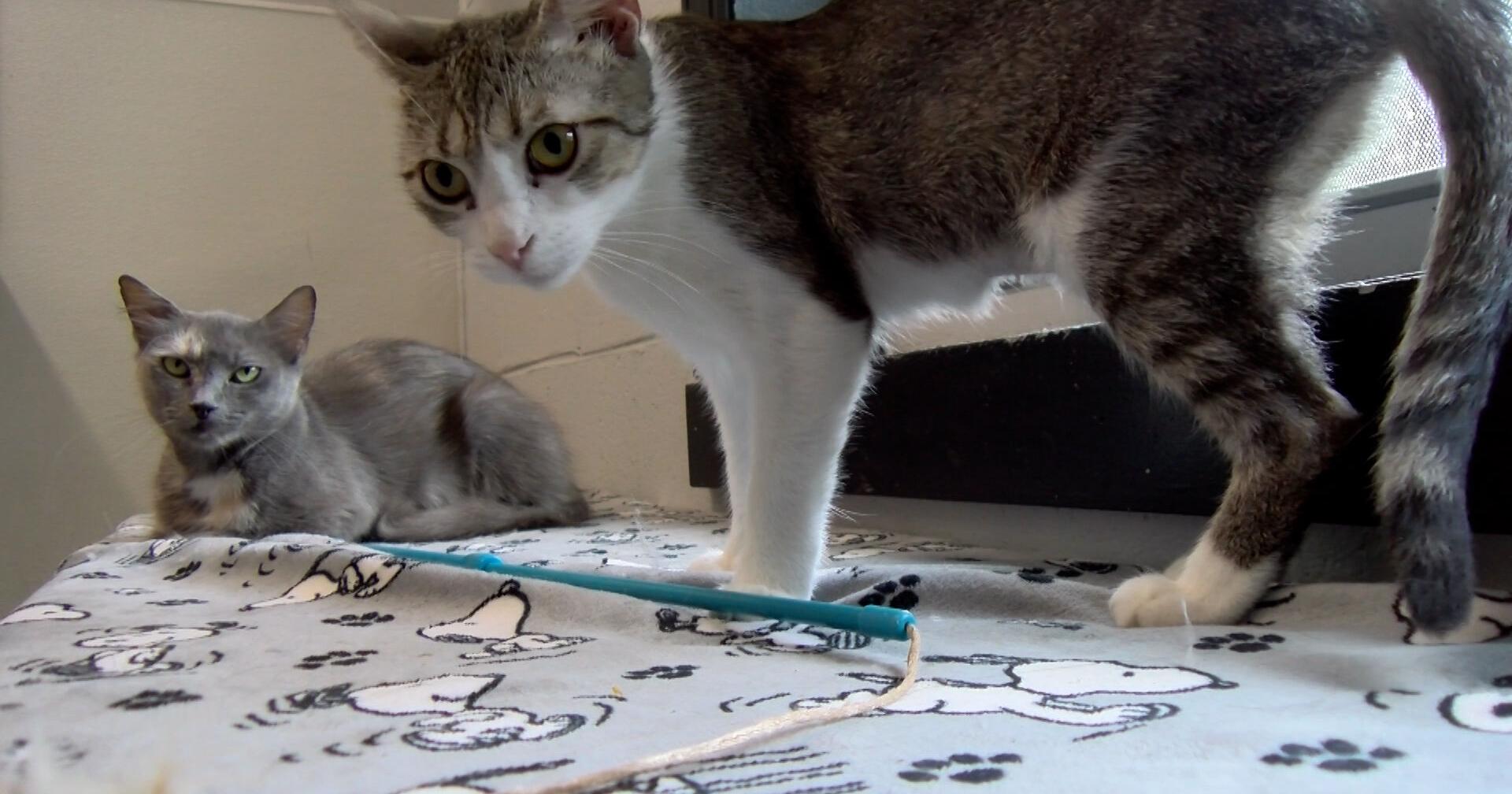 26 Cats Rescued from Condemned Home in Dover - Vimarsana News