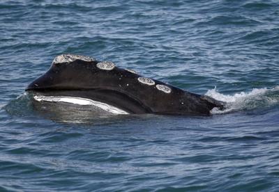 Right Whale Population Falls Again, Puts NOAA Proposal in Spotlight