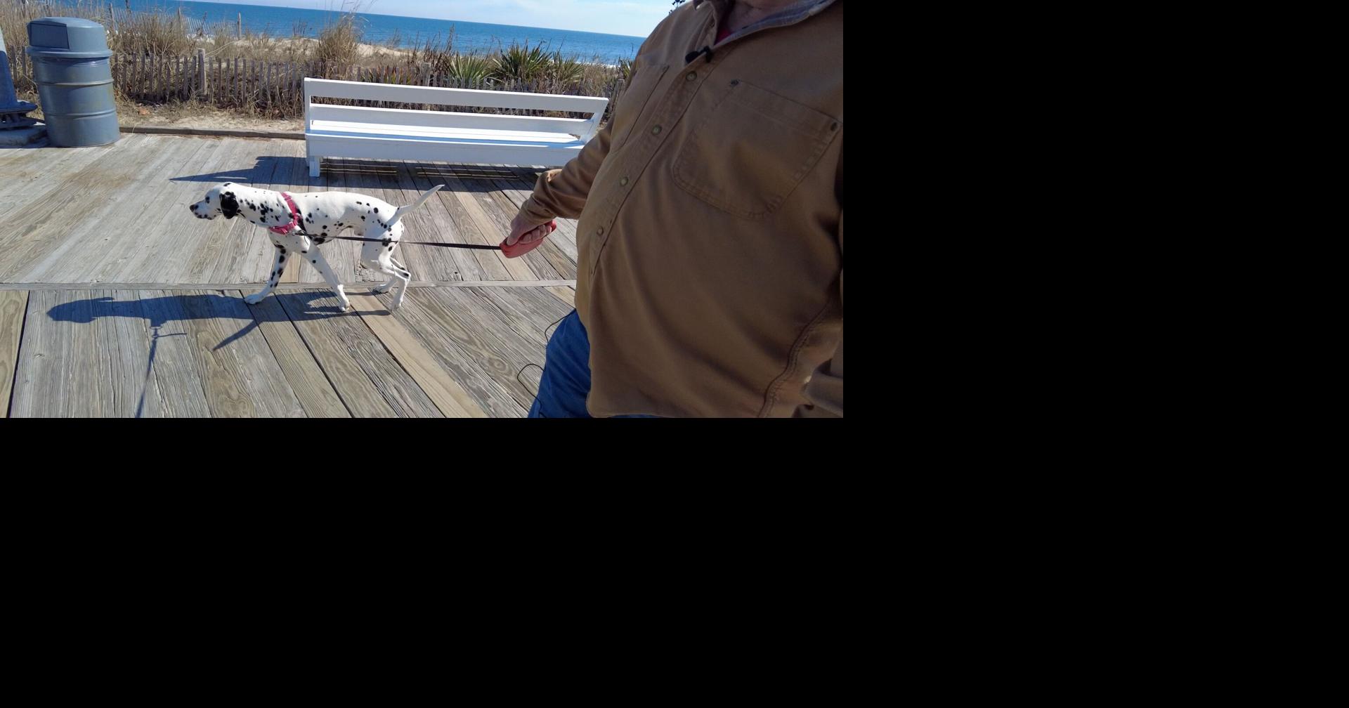 Rehoboth Beach Committee Considers Dog Park News