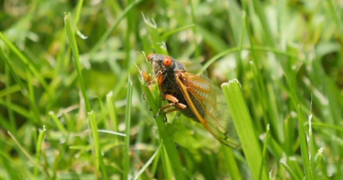 The Cicadas are here! Why some spots have them and other's don't ...