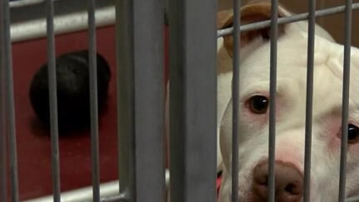 winnebago county animal shelter rockford il