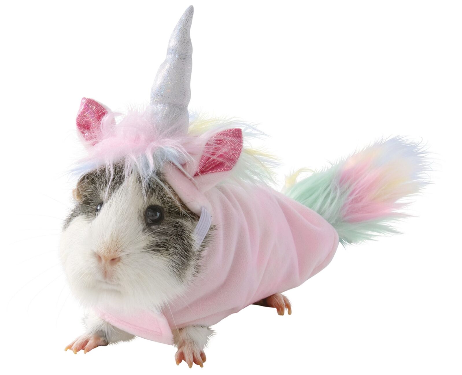 PetSmart releases new guinea pig Halloween costumes Positive Local News wrex