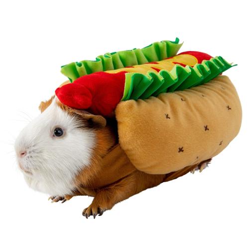 PetSmart releases new guinea pig Halloween costumes