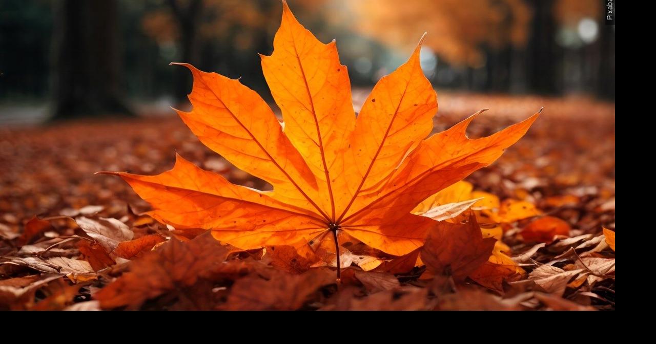 Why summer heat may mean duller fall colors