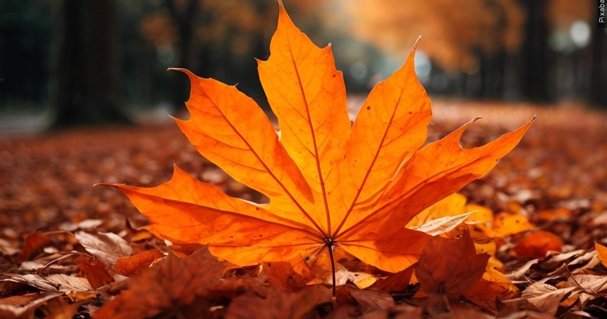 Why summer heat may mean duller fall colors