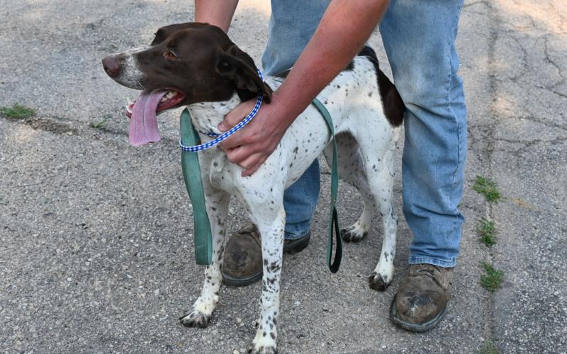 Freeport's dog pound at capacity, showcases 5 familyfriendly dogs