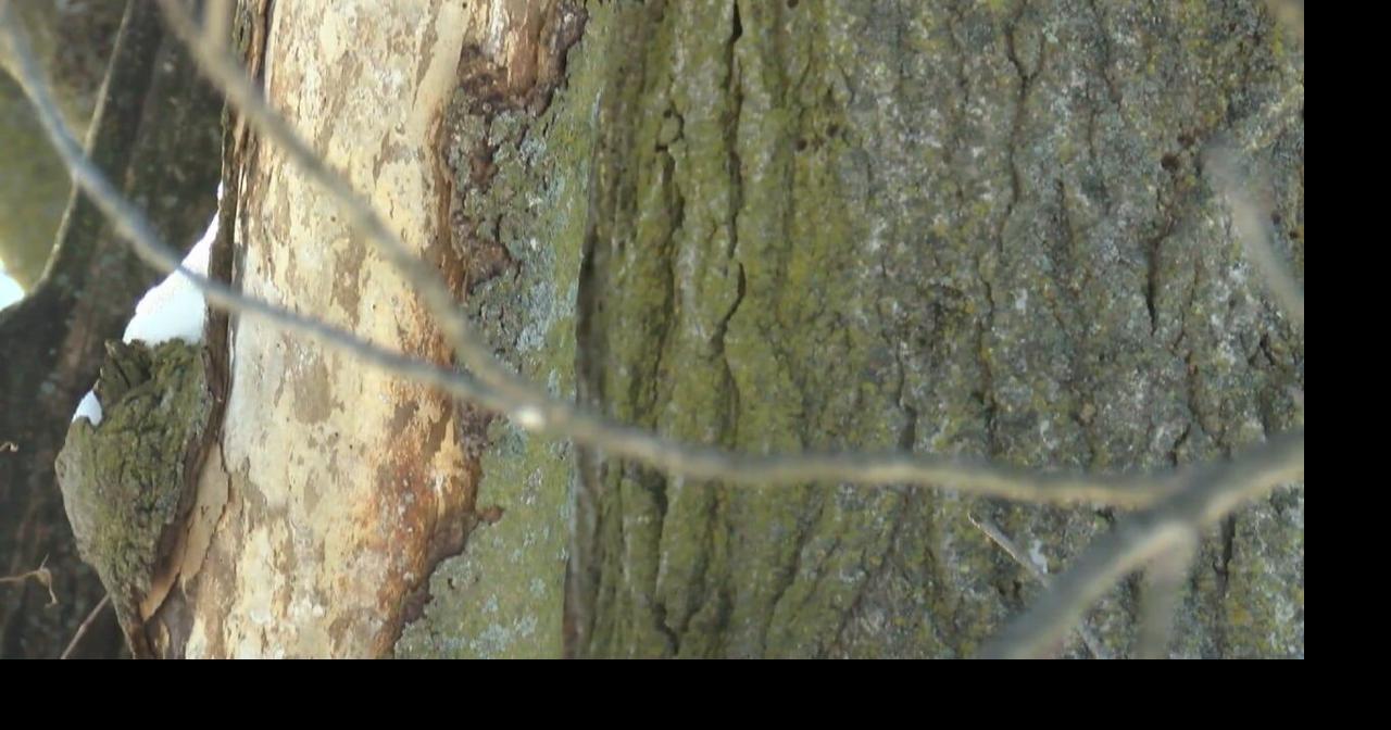 Can trees really explode like social media is claiming? 13 WREX's Bailey Boesen speaks with a tree expert to learn more