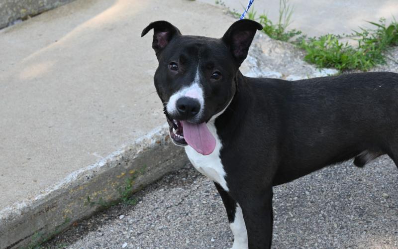 Freeport's dog pound at capacity, showcases 5 familyfriendly dogs