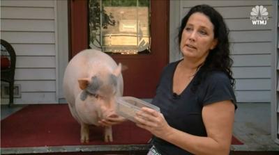 Wisconsin woman fights to keep emotional support pig | News 