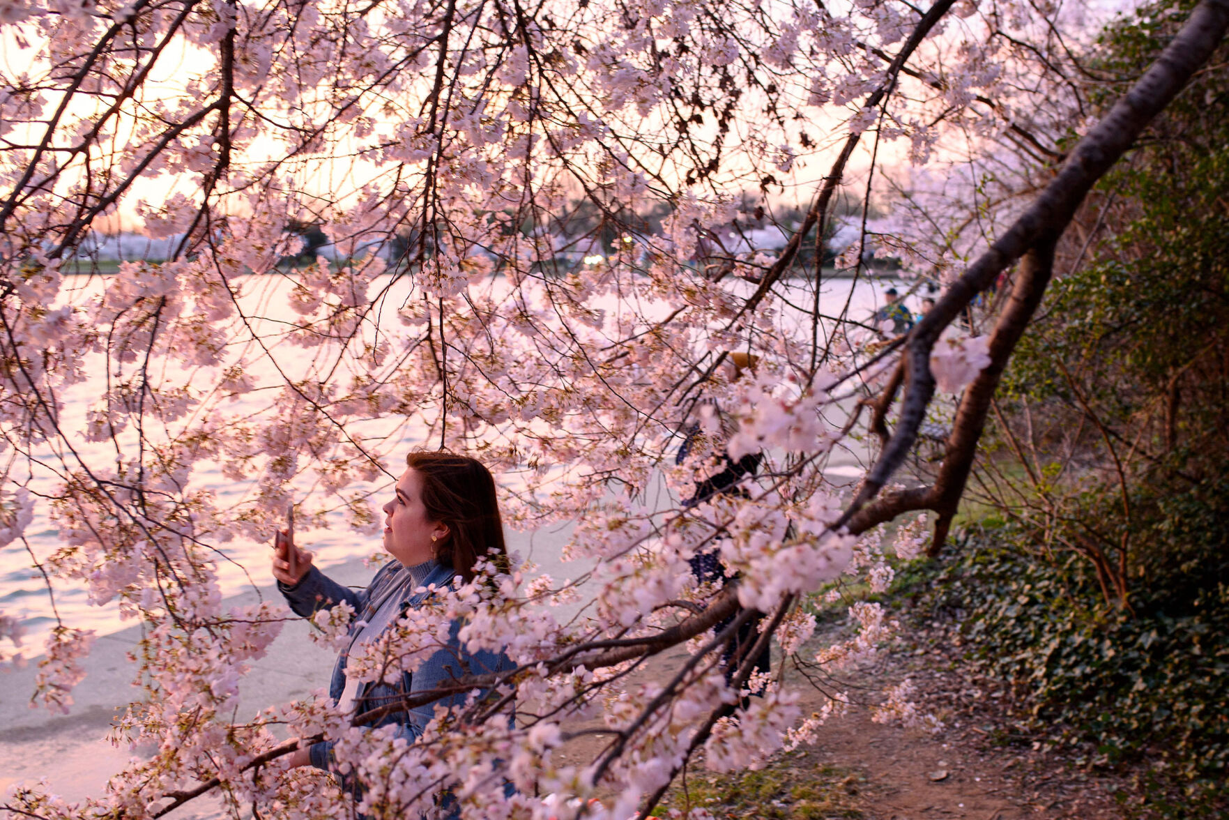 DC's iconic cherry trees could hit a record-early peak bloom as