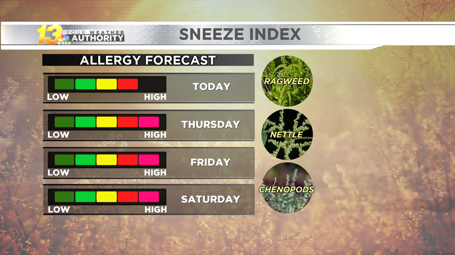Dry weather means booming ragweed levels, no lasting relief in sight