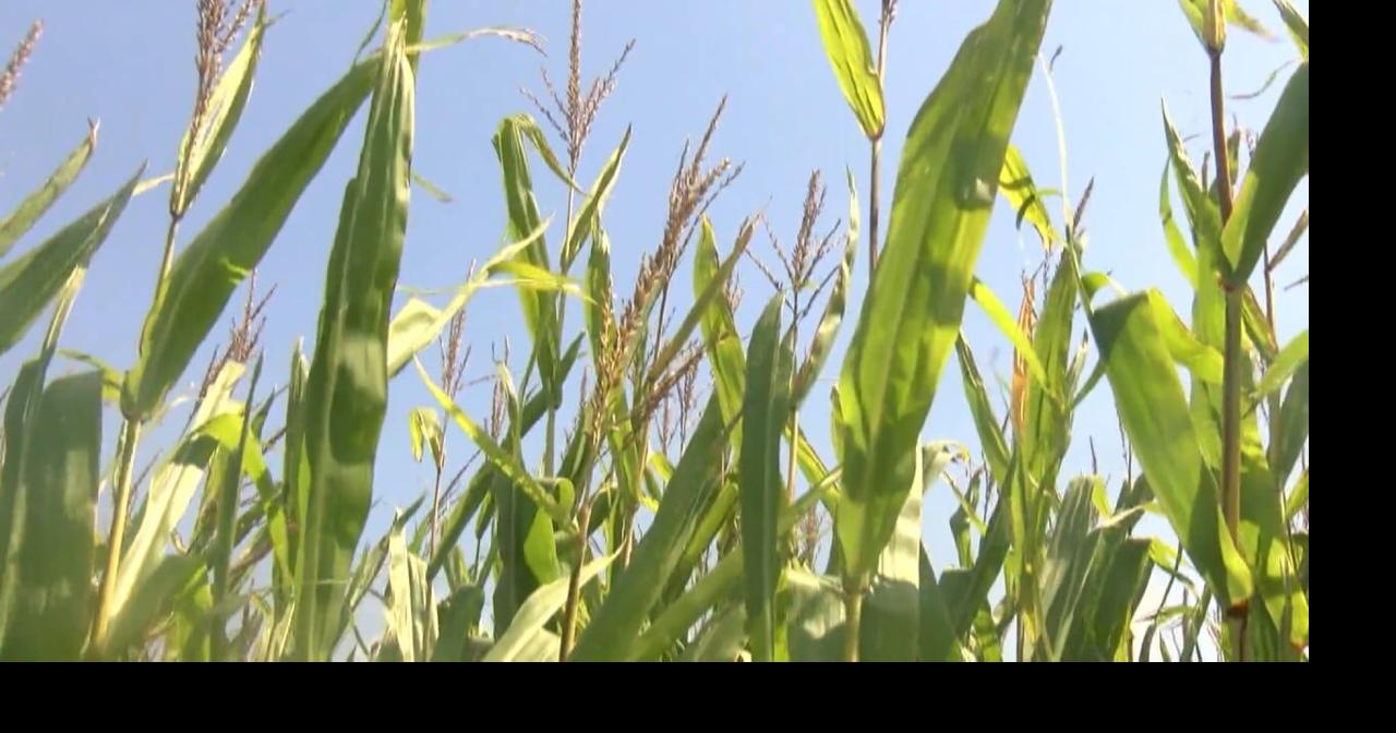 Feeling humid? Corn sweat across the stateline could be to blame | News ...