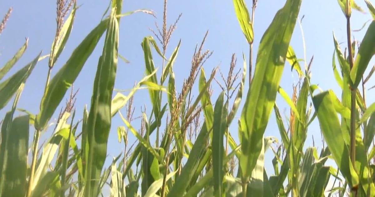 Feeling humid? Corn sweat across the stateline could be to blame | News ...