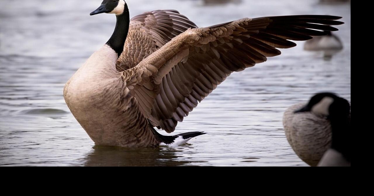 Wisconsin residents offered health advice after bird flu case confirmed in goose