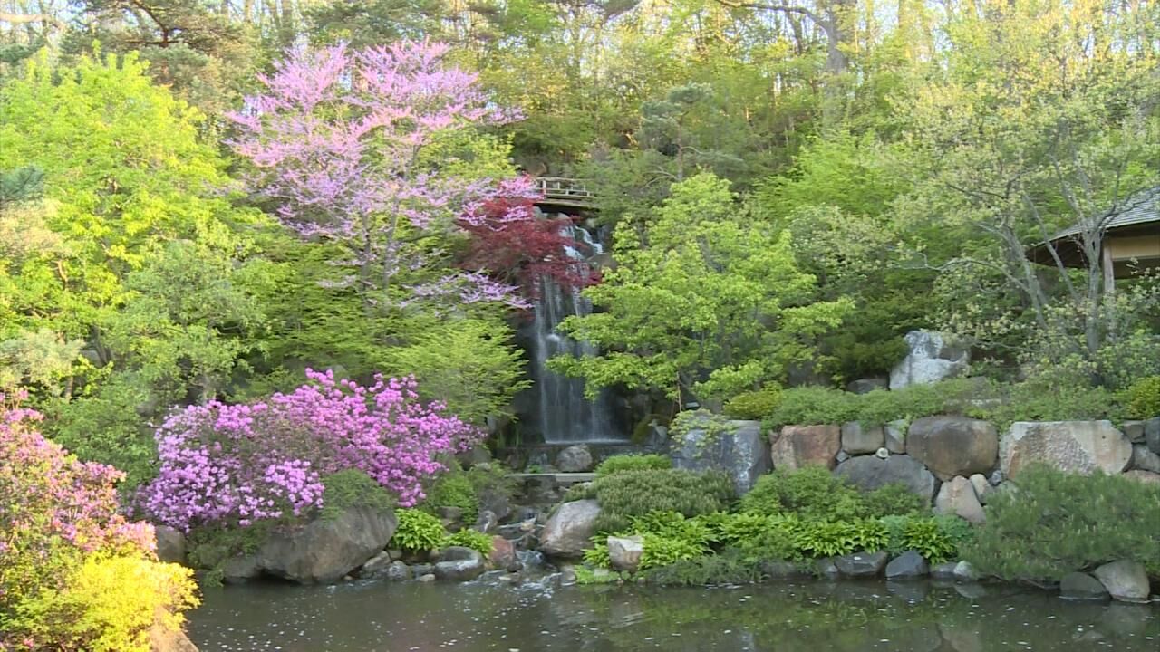 Anderson Japanese Gardens kicks off