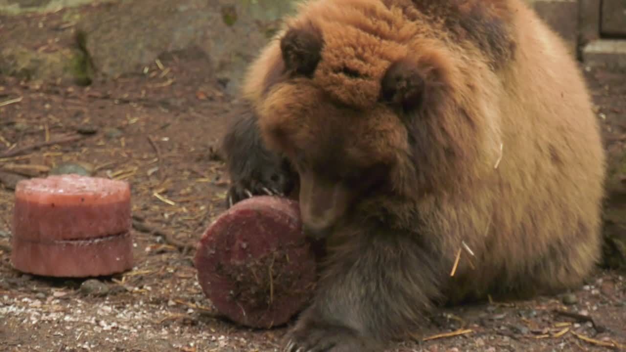 Rescued brown bear cubs make their Brookfield Zoo debut - CBS Chicago