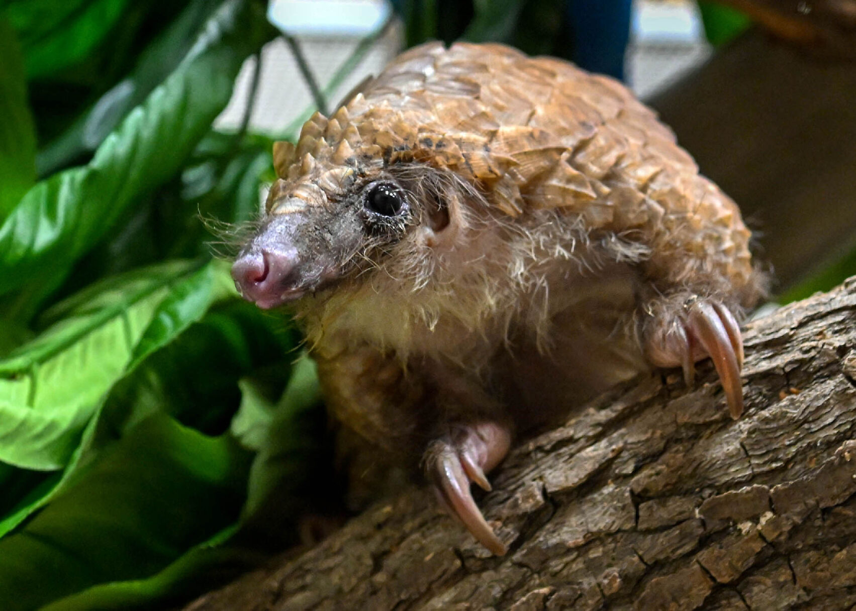 World Pangolin Day at Brookfield Zoo: Education and research for