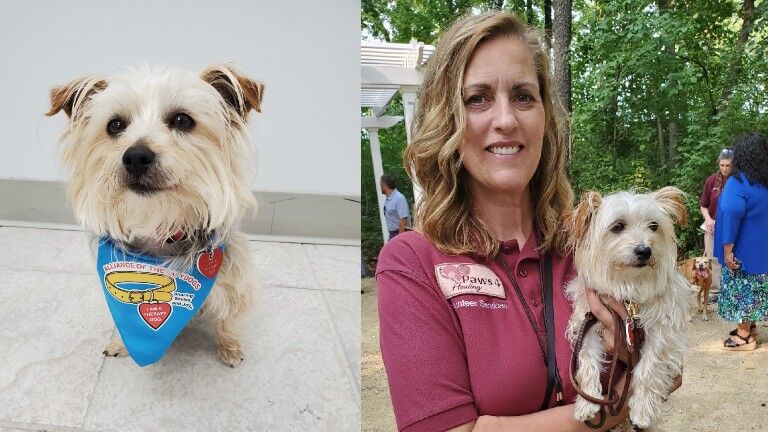 can yorkies be therapy dogs