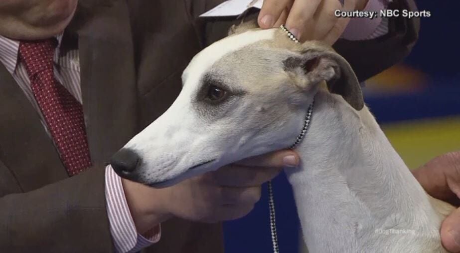 whippet show leads