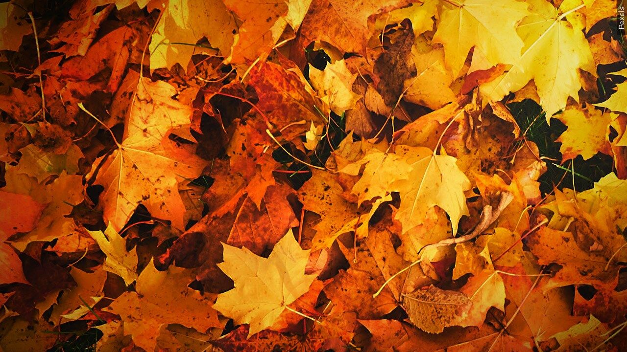 Loves Park resumes leaf vacuuming - 653d26dae2b21.image 