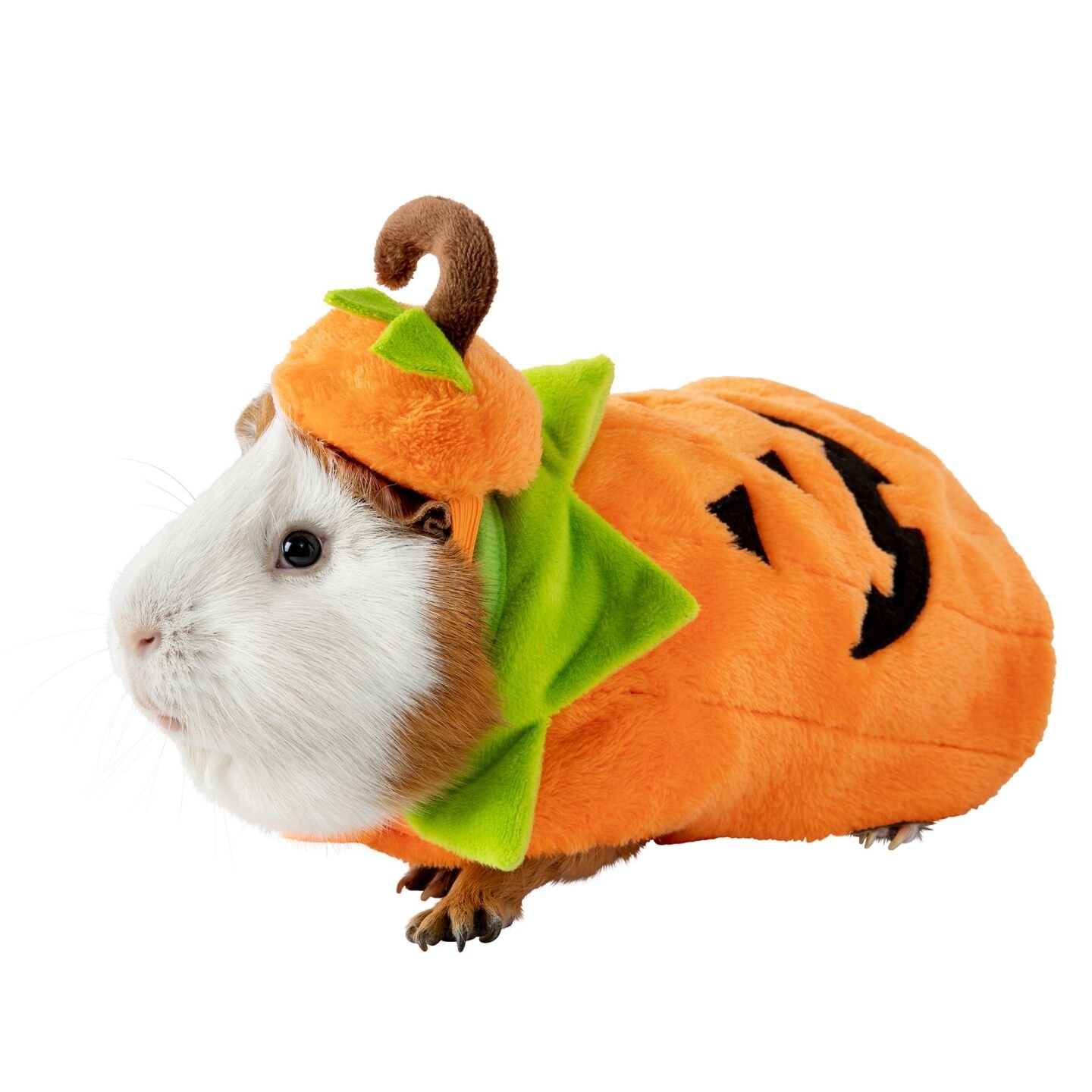 Guinea pig hot sale outfit