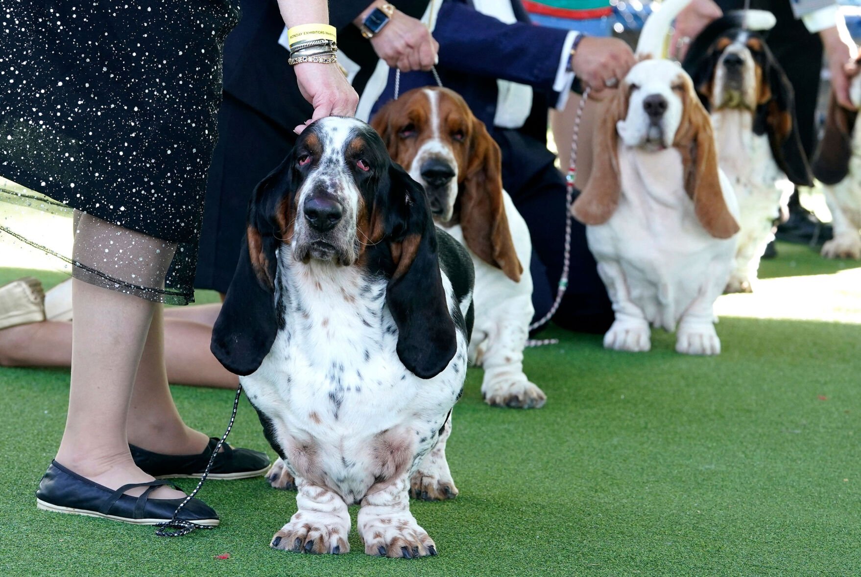 Hot basset hound westminster 2025