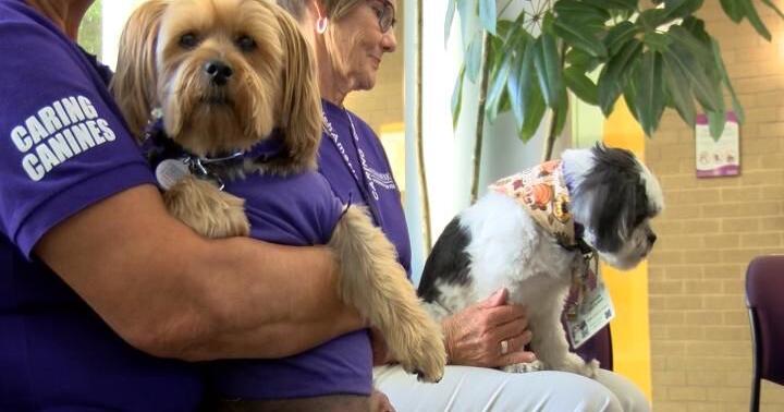 Local hospital expands visiting dog program, seeks dog owners to volunteer