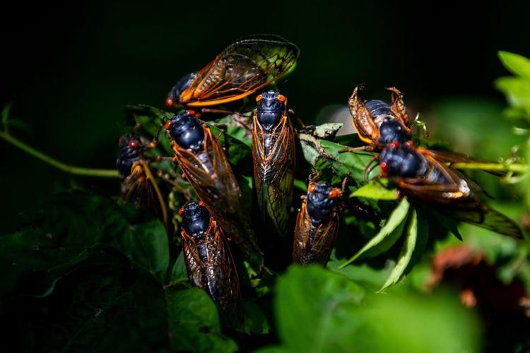 ‘As loud as a lawn mower’: What to expect from the historic cicada emergence