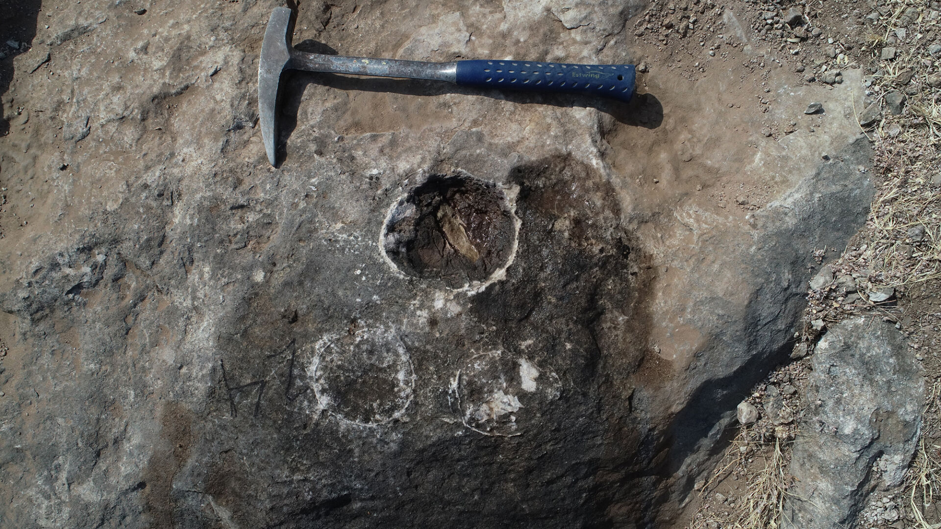Rare discovery of 256 egg fossils suggests giant dinosaurs