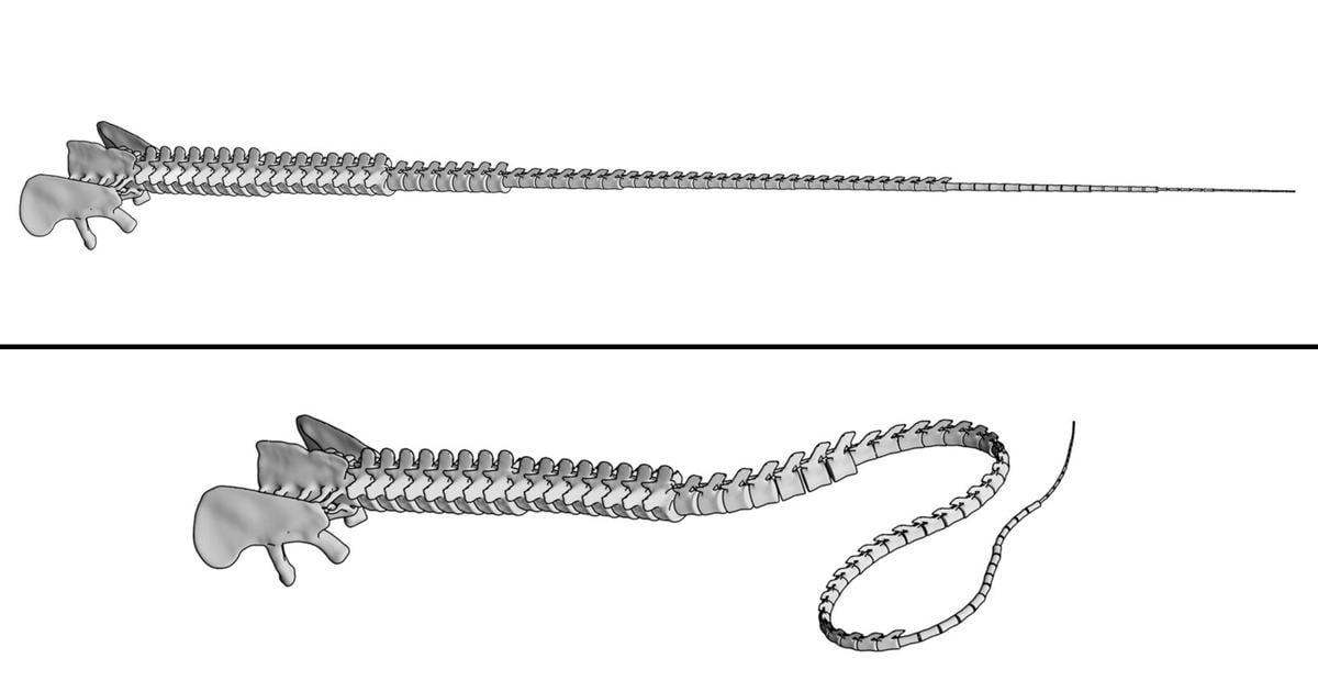 Did Long Necked Dinosaurs Whip Like Tails Really Break The Sound Barrier Not So Fast