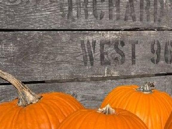 Data Majority Of America S Pumpkins Come From Illinois Illinois Wrex Com