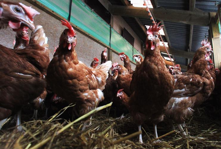 The US keeps millions of chickens in secret farms to make flu vaccines. But  their eggs won't work for coronavirus