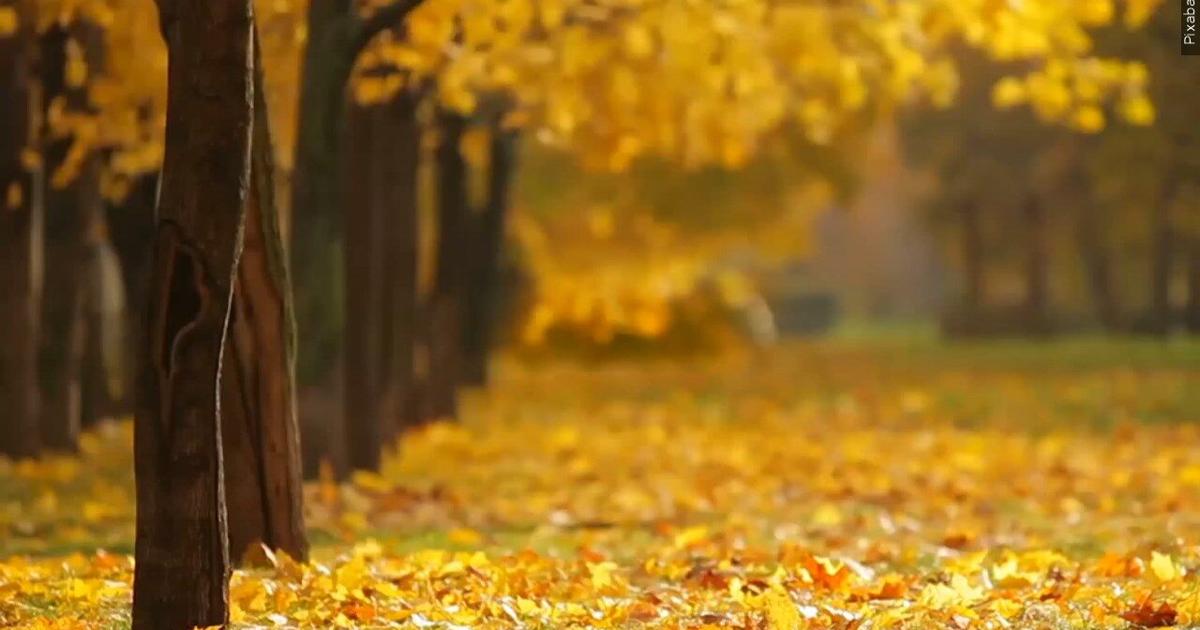 Here's why autumn air feels so much windier than summer