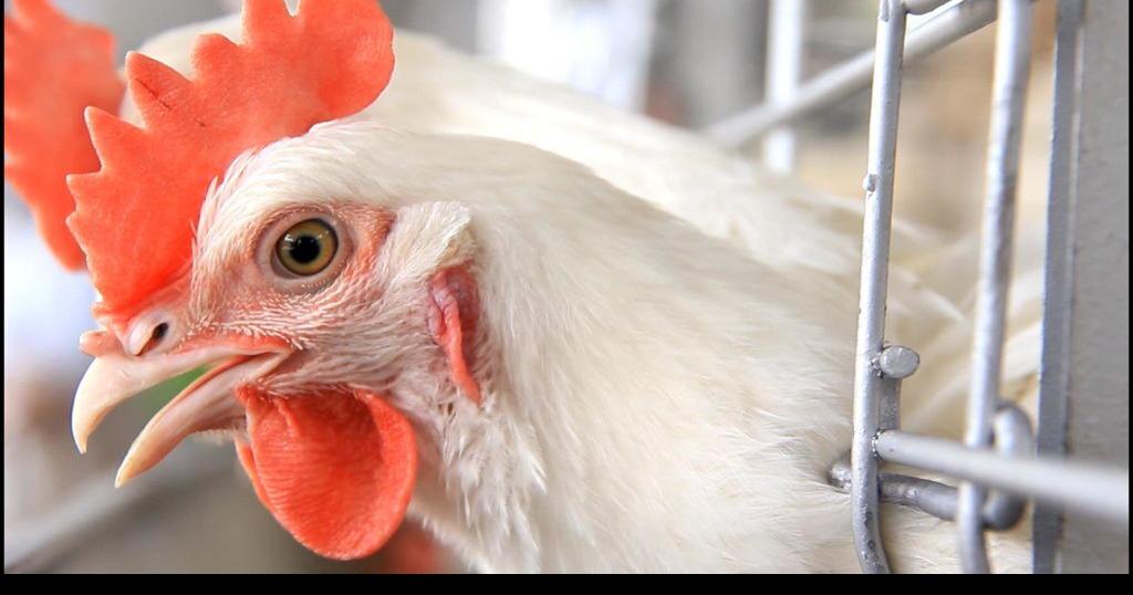 Cdc Multi State Salmonella Outbreak Linked To Backyard Chickens Illinois Included News 