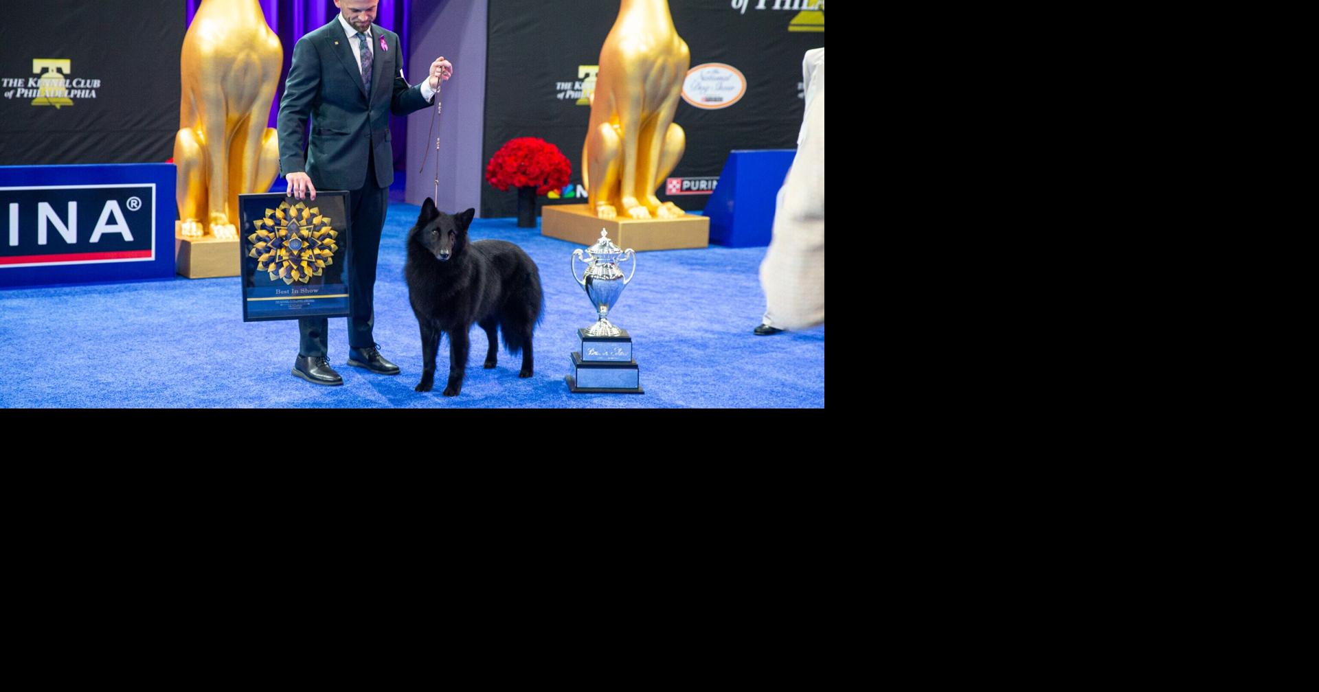 Soleil shines on as Belgian Sheepdog takes Best in Show at 2025 National Dog Show