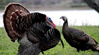 wild turkeys