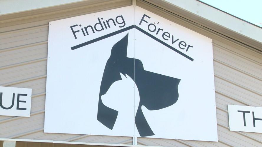 Finding Forever Web Pic