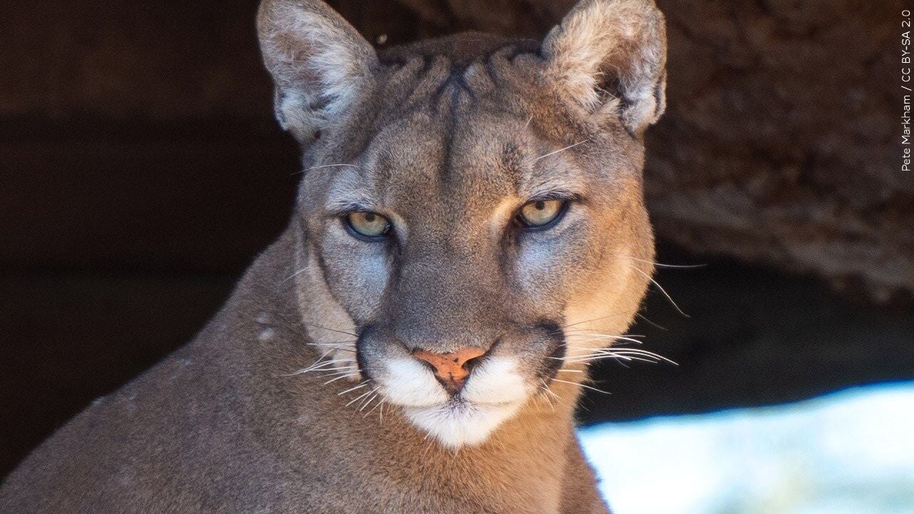 Mountain lion struck and killed by vehicle in northern Illinois | News |  