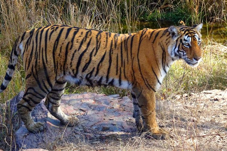 India's endangered tiger population is rebounding in triumph for conservationists