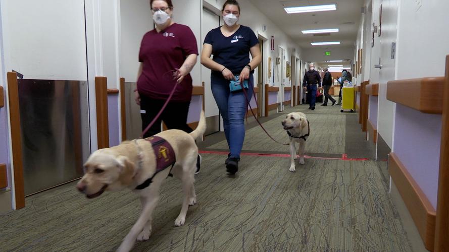 Covid-sniffing dogs can help detect infections in K-12 schools, new study suggests